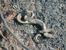 Photo 2 / 2 - Dead Lightwater Smooth Snake