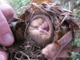 Photo 1 / 3 - Dormice Nest in Tube