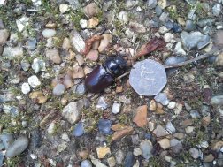 Photo 1 / 1 - Stag beetle, Carshalton Beeches
