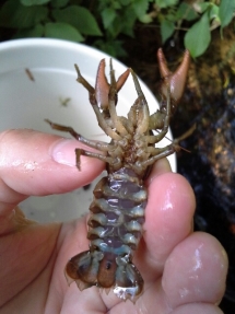 Photo 2 / 2 - Surrey Crayfish Underbelly