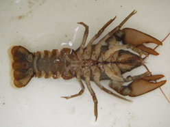 Photo 2 / 2 - Surrey White-claw Crayfish Below, A.Rothwell Oct 2014
