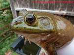 Photo 1 / 1 - American Bullfrog - courtesy of J.Cranfield of Herpetologic Ltd