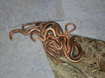 Slow-worms on compost heap