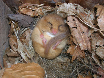 Dormouse in torpor