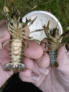 Crayfish with porcelain disease