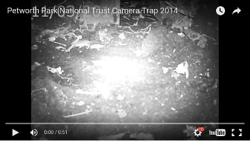 Petworth Park National Trust Camera Trap 2014