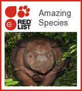 IUNC - Amazing Species - logo