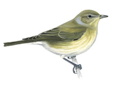 Garden Warbler © RSPB - Click to visit website.