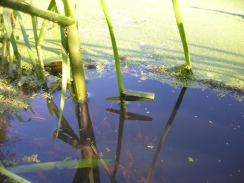 Photo 1 / 2 - GCN Eggs on final visit (11th May 2012)