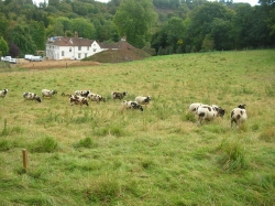 Photo 1 / 2 - 14 Sheep at Loxley
