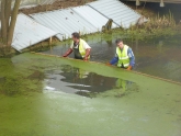 Photo 4 / 9 - Skimming Duckweed 14/02/13