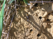 Photo 1 / 3 - Colletes succinctus recolonise bank within 2 month