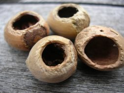 Photo 1 / 2 - Dormice-gnawed nuts in Hedge on Sussex Downs, Aug 2014