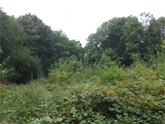 Photo 1 / 1 - Garden-Warbler Habitat
