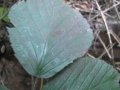 Photo 3 / 4 - Leaf with Aerials Deposits, Nov 2012