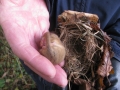 Photo 2 / 4 - Nest Tube Torpid Dormouse, Nov 2012