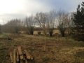 Photo 4 / 4 - Planting stakes near River Wey, Jan 2012