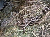 Photo 2 / 3 - Slow-worm - in Residence!