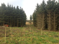 Photo 2 / 4 - Spooners Copse new ride, Jan 2012