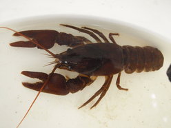 Photo 1 / 2 - Surrey White-claw Crayfish Above, A.Rothwell Oct 2014