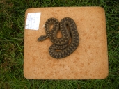 Photo 2 / 3 - Training photoID adder close-up