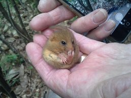 Photo 1 / 2 - Dormice, Spring, St. Cross, June 2014