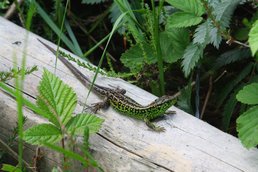 Photo 2 / 2 - Sand Lizard (Liam Russell), June 2014