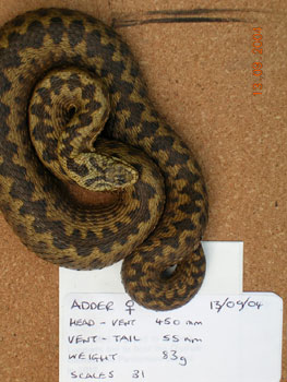 Adder survey: photo-identification and vital statistics recorded (Surrey 2004)