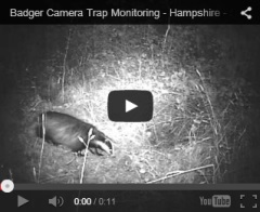 Badger Camera Trap Monitoring