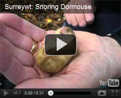 Surrey Dormice Group